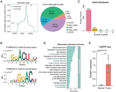 Tumor-related IGF2BP1-derived molecular subtypes to predict prognosis and immune microenvironment in head and neck squamous cell carcinoma